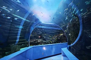 Sharjah Aquarium image