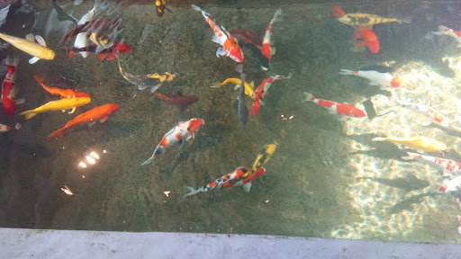 Top 20 cửa hàng cá koi Huyện Kiến Thụy Hải Phòng 2022