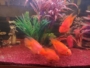 Photo n°15 de Indochine à Niederbronn-les-Bains ()