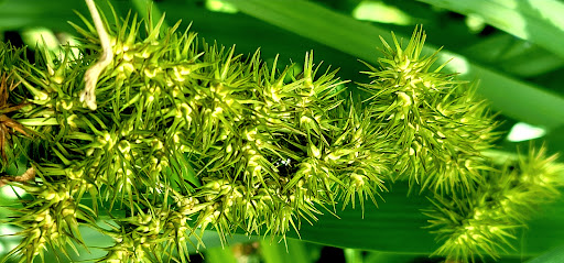 Nature Preserve «Frenchtown Rd Conservation Area», reviews and photos, 17819 Frenchtown Rd, Central, LA 70739, USA