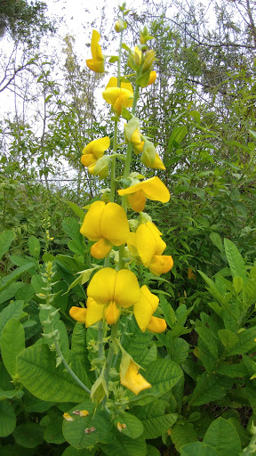 Nature Preserve «Marshall Hampton Reserve», reviews and photos, 3115 Thornhill Rd, Winter Haven, FL 33880, USA