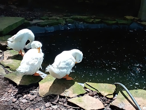 Nature Preserve «Autrey Mill Nature Preserve & Heritage Center», reviews and photos, 9770 Autrey Mill Rd, Johns Creek, GA 30022, USA