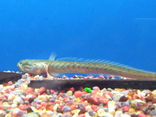 Pet Store «G & M Pet & Garden Center Inc», reviews and photos, 2014 N Walnut St, Muncie, IN 47303, USA