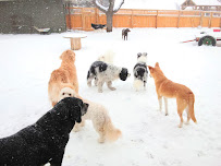 Dog Tag - Photo 3 - Car repair in Superior, CO, Boulder