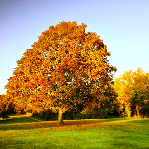 Community Park image 8