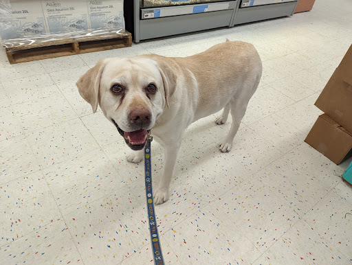 Pet Supply Store «Petco Animal Supplies», reviews and photos, 3165 Alpine Ave NW g, Walker, MI 49544, USA