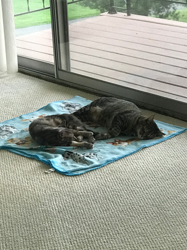 Pet Supply Store «PetSmart», reviews and photos, 12020 Cherry Hill Rd, Silver Spring, MD 20904, USA