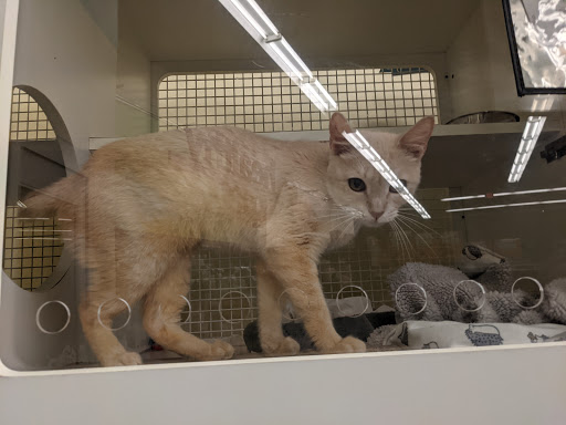 Pet Supply Store «Petco Animal Supplies», reviews and photos, 1310 Tingle Cir E b, Mobile, AL 36606, USA