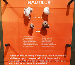 Museo de Paleontología \