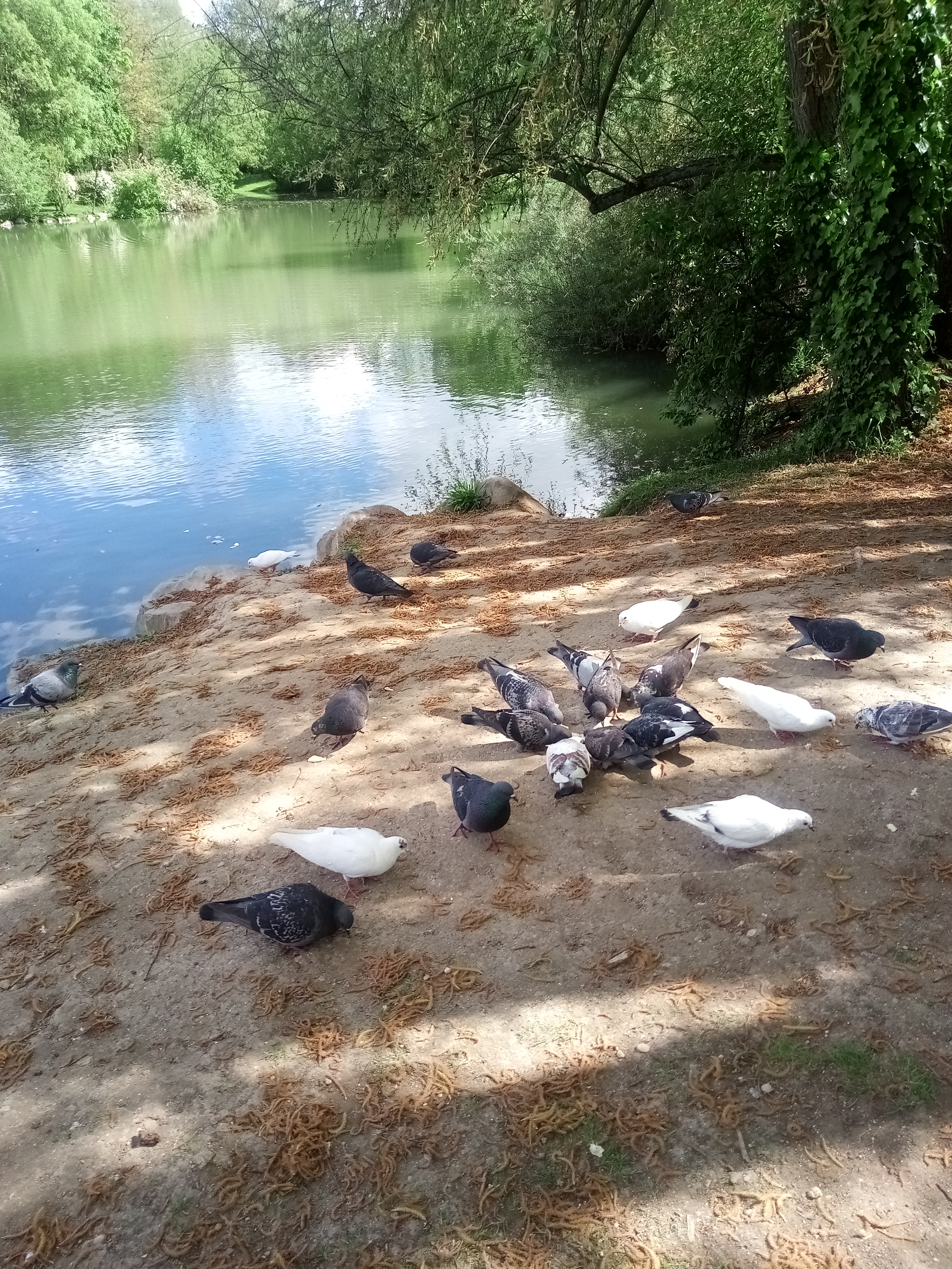 Photo n° 1 de l'avis de Jean.l fait le 17/05/2021 à 12:05