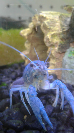 Tropical Fish Store «Fishy Business», reviews and photos, 911 E Church St, Lexington, TN 38351, USA