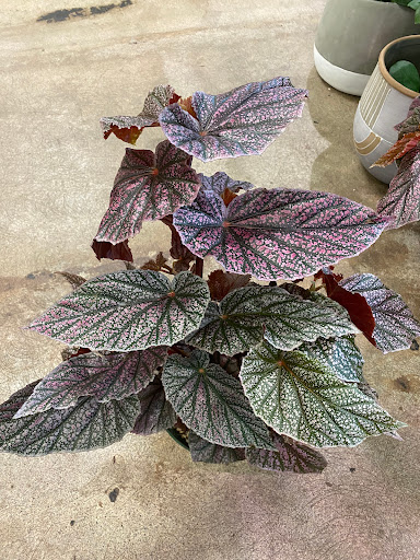 Pet Supply Store «Fang & Feather - Kenton Neighborhood Pet Supply», reviews and photos, 3131 N Lombard St, Portland, OR 97217, USA