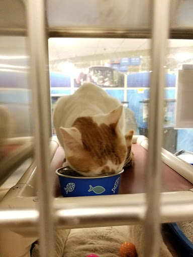 Pet Supply Store «PetSmart», reviews and photos, 6535 Frontier Dr, Springfield, VA 22150, USA