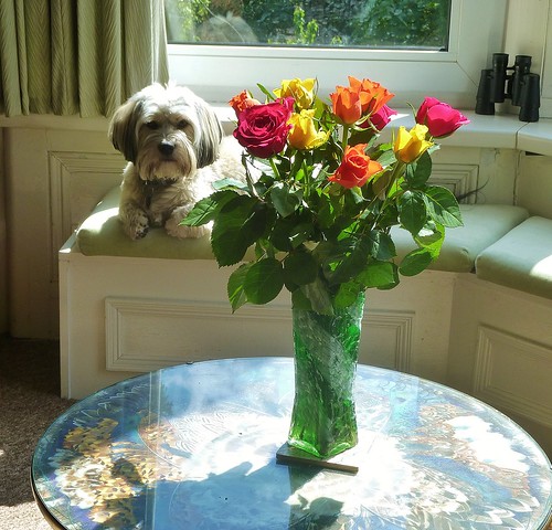 Dog Park «Mt. Airy Dog Park», reviews and photos, 3006 Westwood Northern Blvd, Cincinnati, OH 45211, USA