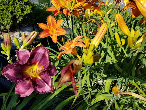 Winery «GREEN BARN WINERY», reviews and photos, 775 Wadhams Rd, Smiths Creek, MI 48074, USA