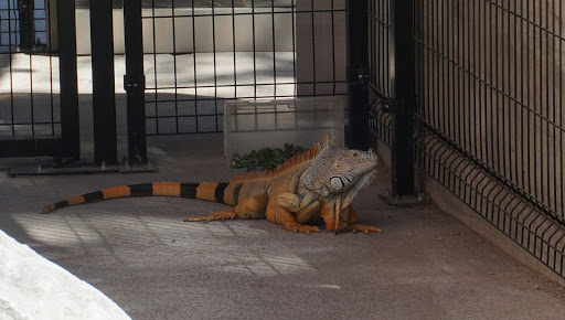 Reptile shops in Guadalajara