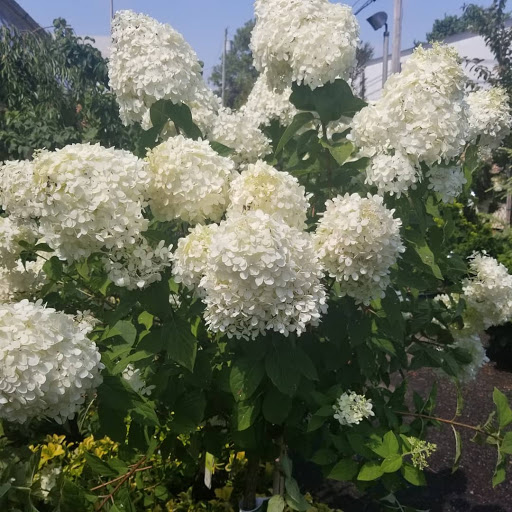 Garden Center «Westminster Nursery & Florist», reviews and photos, 30 Westminster Rd, West Hempstead, NY 11552, USA