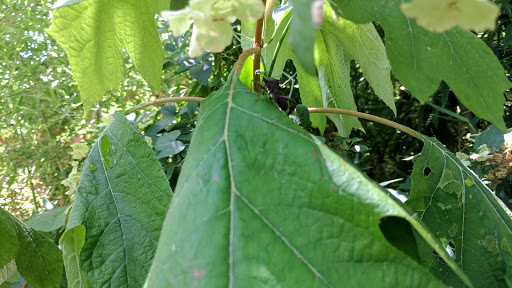 Zoo «Oklahoma City Zoo», reviews and photos, 2000 Remington Pl, Oklahoma City, OK 73111, USA