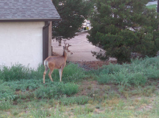 Park «Dublin Park», reviews and photos, 2450 Roundtop Dr, Colorado Springs, CO 80918, USA