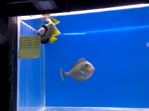 Aquarium Shop «Oranda aquarium», reviews and photos, 302 N La Brea Ave, Los Angeles, CA 90036, USA