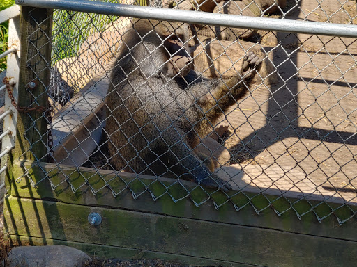 Zoo «Cricket Hollow Zoo», reviews and photos, 1512 210th St, Manchester, IA 52057, USA