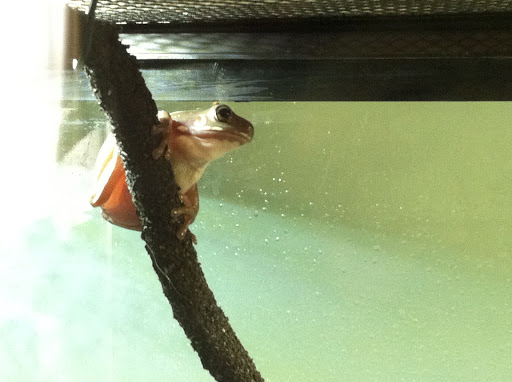 Pet Supply Store «Petco Animal Supplies», reviews and photos, 6416 Carlisle Pike #300, Mechanicsburg, PA 17050, USA