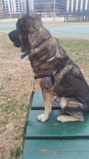 Park «Quincy Park», reviews and photos, 1021 N Quincy St, Arlington, VA 22201, USA