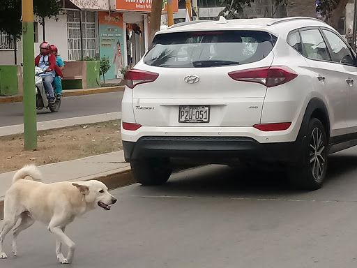 Lavar perros Piura