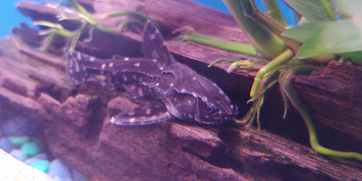 Pet Supply Store «Pet Valu», reviews and photos, 325 Cross Roads Blvd, Cold Spring, KY 41076, USA