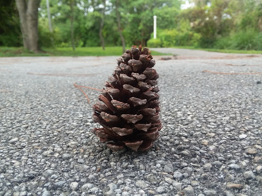 Nature Preserve «Sandy Ridge Sanctuary», reviews and photos, 8501 NW 40th St, Coral Springs, FL 33065, USA