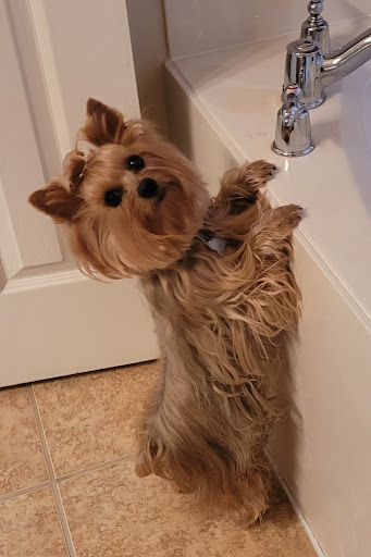 Pet Store «PetSmart», reviews and photos, 6545 North Grand Parkway West Suite 104, Spring, TX 77389, USA