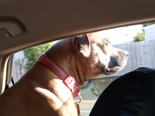 Park «Al Helms Dog Park», reviews and photos, 1022 Balboa Ave, Panama City, FL 32401, USA