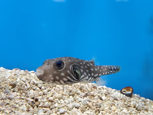 Pet Supply Store «Petco Animal Supplies», reviews and photos, 200 Center Blvd S, Christiana, DE 19702, USA