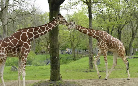 Brookfield Zoo image