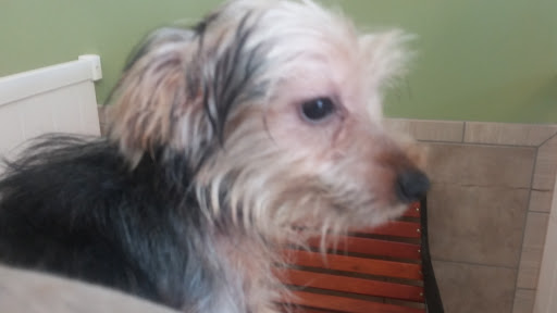 Pet Supply Store «Lil Rascals», reviews and photos, 10035 Gulf Center Dr #105, Fort Myers, FL 33913, USA