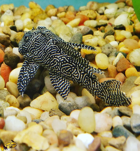 Tropical Fish Store «Pet Friendly Inc», reviews and photos, 845 Manitou Rd, Hilton, NY 14468, USA