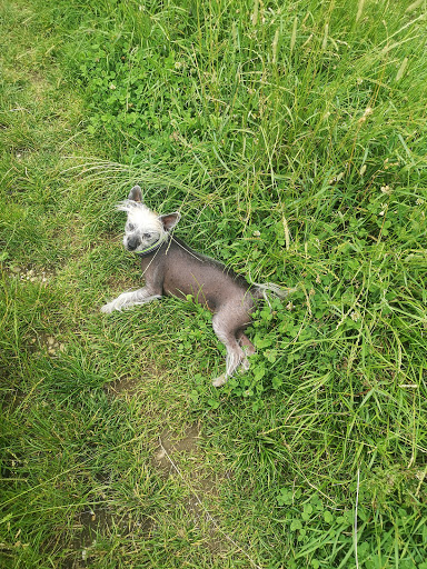 Pfotenhilfe-Ebersberg Spass mit Hund