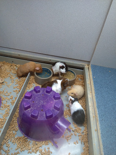 Pet Store «Fish Bowl», reviews and photos, 2117 E Race Ave, Searcy, AR 72143, USA