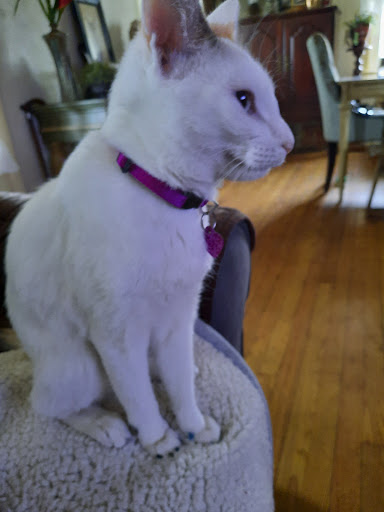 Pet Supply Store «PetSmart», reviews and photos, 5005 S 74th St, Greenfield, WI 53220, USA