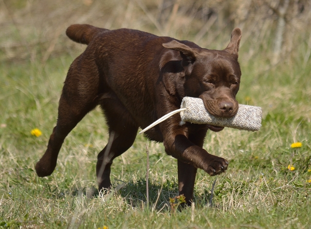 Dansk Retriever Klub (DRK) Reg. Midtsjælland - Næstved