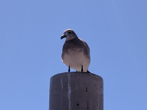 Bar & Grill «The Club at Diamond Beach», reviews and photos, 600 E Raleigh Ave, Wildwood Crest, NJ 08260, USA