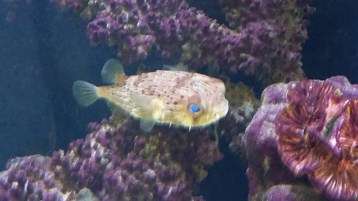 Pet Store «Tanks Pet Supply», reviews and photos, 628 S Main St, Princeton, IL 61356, USA