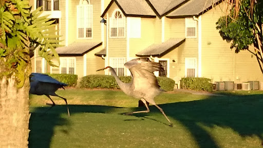 Golf Course «Mallards Landing Golf Course», reviews and photos, 2750 Lake Washington Rd, Melbourne, FL 32935, USA