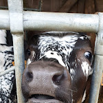 Photo n° 2 de l'avis de Stéphane.U fait le 08/08/2021 à 17:25 pour Ferme Auberge Felsach à Fellering
