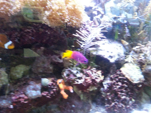 Pet Supply Store «Pet Station Jackson», reviews and photos, 1617 E Michigan Ave, Jackson, MI 49202, USA