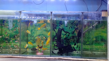 Pusat Perdagangan Ikan Hias Taman Sari