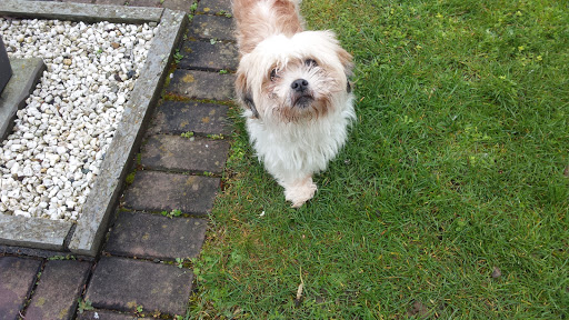 Dr. med. vet. Hans-J. Niedringhaus unter M. Gladbach, 