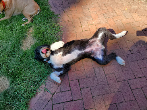 Jan's Custom Grooming