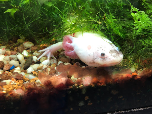 Pet Store «Fish City Pets», reviews and photos, 196 2nd St NW, Barberton, OH 44203, USA