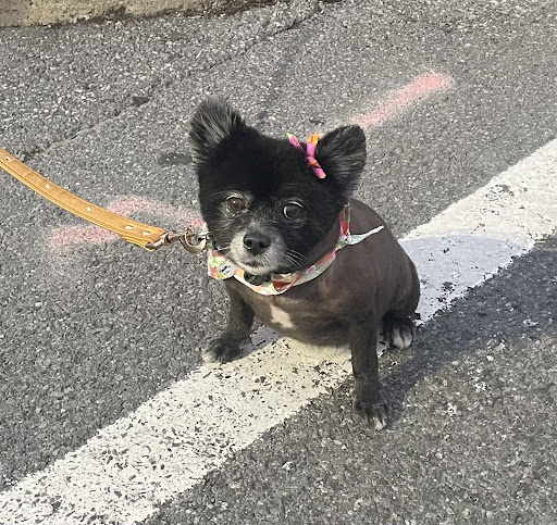 Pet Supply Store «PetSmart», reviews and photos, 4731 Commercial Dr, New Hartford, NY 13413, USA